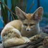 OMG: You Can See The World's Smallest Species Of Fox At The Prospect Park Zoo